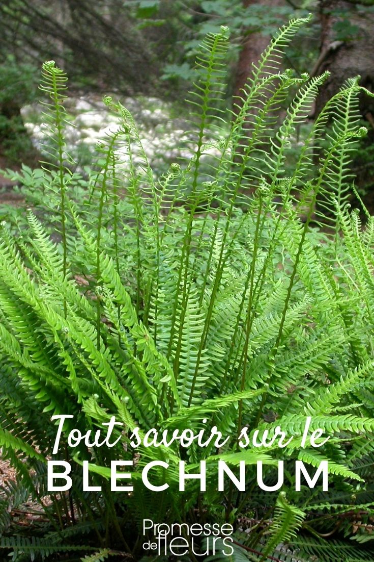 Éxito en el cultivo del Blechnum