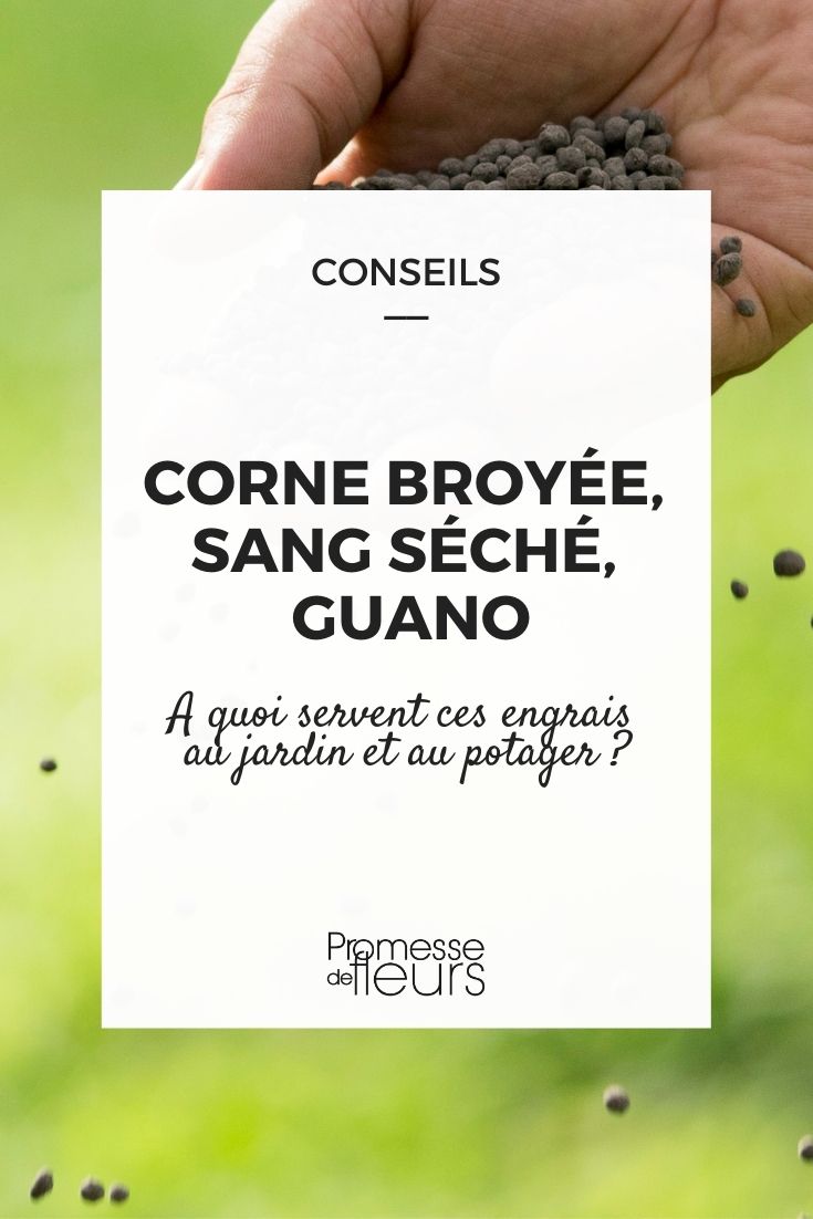 corne triturada, sangre seca, guano (1) **Cornicabra triturada, sangre desecada, guano: ¿cómo utilizarlos?**
La cornicabra triturada, la sangre desecada y el guano son fertilizantes orgánicos muy apreciados por los jardineros. Cada uno tiene propiedades específicas que los hacen ideales para diferentes usos en el jardín. Aquí te explicamos cómo utilizarlos correctamente:
1. **Cornicabra triturada**
- **Composición**: Rica en nitrógeno y fósforo, de liberación lenta.
- **Uso**: Ideal para enriquecer el suelo antes de la siembra o para plantas que requieren un aporte constante de nutrientes, como los arbustos y los árboles frutales.
- **Aplicación**: Esparce alrededor de la base de las plantas y mezcla ligeramente con el suelo.
2. **Sangre desecada**
- **Composición**: Alta concentración de nitrógeno, de acción rápida.
- **Uso**: Perfecta para estimular el crecimiento de hojas y tallos en plantas verdes, como las hortalizas de hoja (lechugas, espinacas) o césped.
- **Aplicación**: Esparce en pequeñas cantidades y riega abundantemente para evitar quemaduras en las raíces.
3. **Guano**
- **Composición**: Rico en nitrógeno, fósforo y potasio, además de microelementos.
- **Uso**: Excelente para plantas con flores y frutales, ya que promueve la floración y la fructificación.
- **Aplicación**: Mezcla con el sustrato al plantar o aplica como abono de cobertura durante la temporada de crecimiento.
**Consejos generales**:
- Utiliza estos fertilizantes con moderación para evitar el exceso de nutrientes.
- Sigue las instrucciones del fabricante en cuanto a dosis y frecuencia.
- Combínalos con compost o mantillo para mejorar la estructura del suelo.
¡Con estos consejos, tus plantas crecerán sanas y fuertes! ????