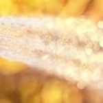 ¿Cómo ahorrar agua en el jardín?