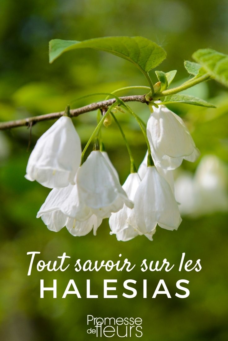 <h1>Halesia: plantar y cultivar</h1>

<p>El <strong>Halesia</strong>, también conocido como árbol de las campanillas de nieve, es una planta ornamental apreciada por sus flores blancas en forma de campana que aparecen en primavera. Aquí te explicamos cómo plantarlo y cuidarlo para que luzca espectacular en tu jardín.</p>

<h2>Plantación del Halesia</h2>

<p>Para plantar el Halesia, sigue estos pasos:</p>

<ul>
  <li>Elige un lugar con suelo bien drenado y rico en materia orgánica.</li>
  <li>Prefiere una exposición al sol o semisombra.</li>
  <li>Cava un hoyo dos veces más grande que el cepellón.</li>
  <li>Coloca la planta en el hoyo y rellena con tierra mezclada con compost.</li>
  <li>Riega abundantemente después de la plantación.</li>
</ul>

<h2>Cultivo y cuidados</h2>

<p>El Halesia es una planta de bajo mantenimiento, pero requiere algunos cuidados básicos:</p>

<ul>
  <li><strong>Riego:</strong> Mantén el suelo húmedo, especialmente durante los primeros años y en períodos de sequía.</li>
  <li><strong>Poda:</strong> Realiza una poda ligera después de la floración para mantener su forma.</li>
  <li><strong>Abono:</strong> Aplica un abono orgánico en primavera para estimular el crecimiento y la floración.</li>
  <li><strong>Protección:</strong> En regiones frías, protege la base del árbol con un acolchado durante el invierno.</li>
</ul>

<p>Con estos consejos, tu Halesia se convertirá en un punto focal de tu jardín, ofreciendo una floración espectacular cada primavera.</p>