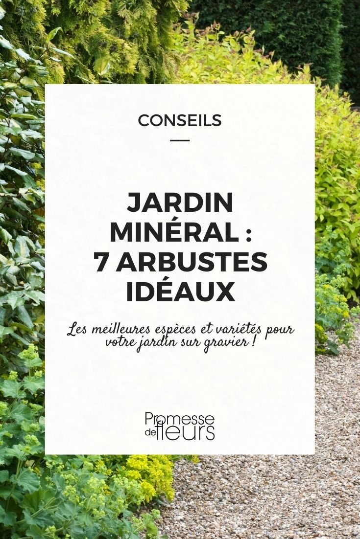 Jardín mineral, ¿qué arbustos plantar?
