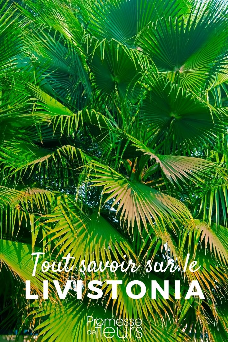 Livistona, palmera abanico