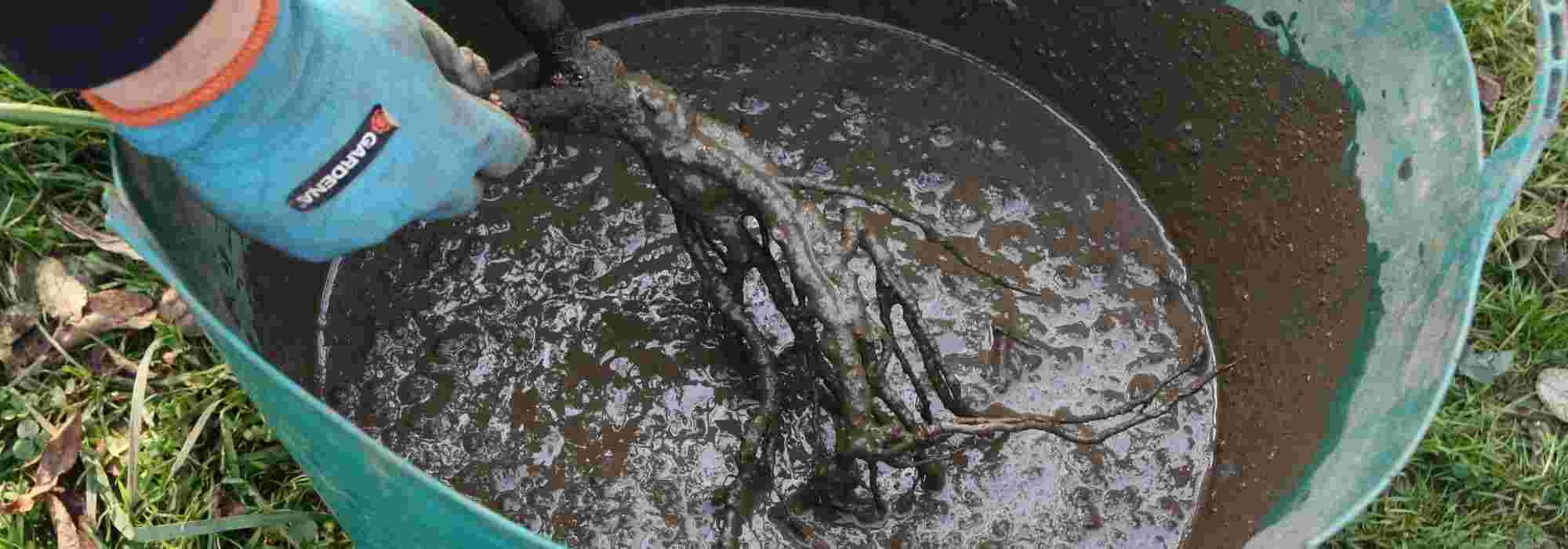 Embarrar las raíces de árboles y arbustos