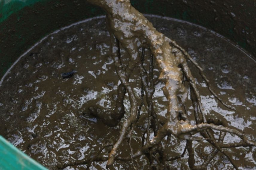 Pralinado de arbustos a raíz desnuda