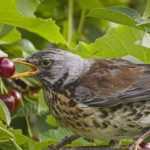 Cómo proteger tus cultivos de los pájaros: todo el material adecuado