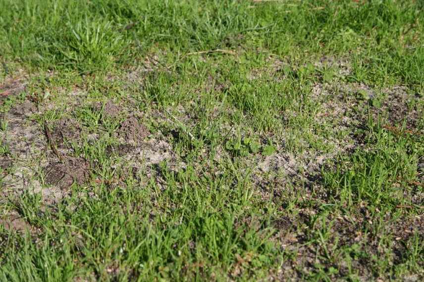 ¿Cómo resembrar un césped?