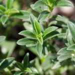 Ajedrea: siembra, cultivo, cosecha