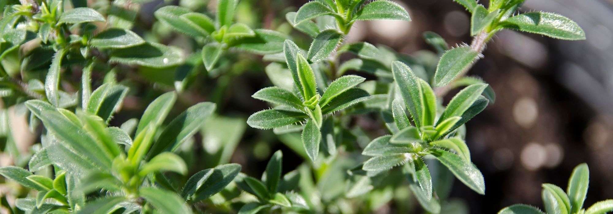 Ajedrea: siembra, cultivo, cosecha