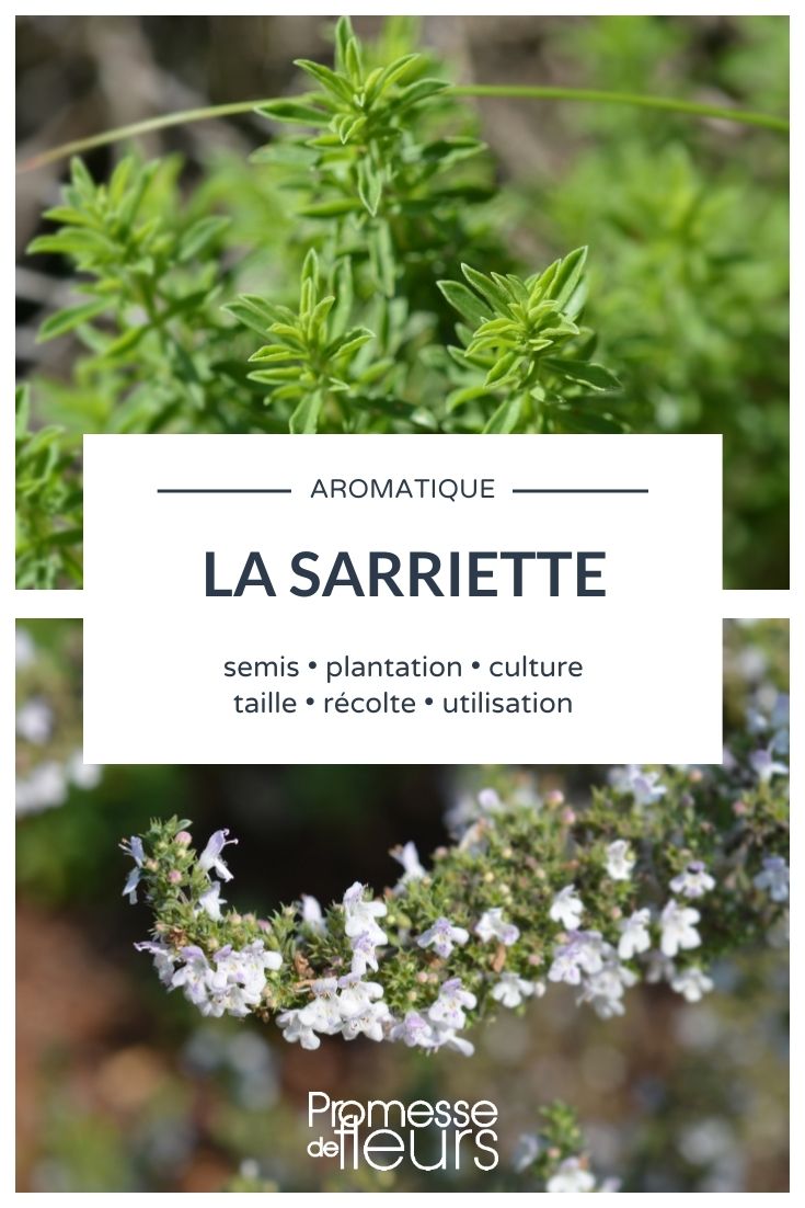 **Satureja montana: Todo lo que necesitas saber**

**Introducción**  
La Satureja montana, también conocida como ajedrea de montaña, es una planta aromática y medicinal muy apreciada en jardinería y cocina. Originaria de las regiones mediterráneas, esta planta perenne es resistente y fácil de cultivar, lo que la convierte en una excelente opción para jardineros principiantes y expertos. En este artículo, te contamos todo lo que necesitas saber sobre la Satureja montana: sus características, cuidados, usos y beneficios.

---

**Características de la Satureja montana**  
- **Familia**: Lamiaceae.  
- **Tipo**: Planta perenne.  
- **Altura**: Entre 30 y 60 cm.  
- **Follaje**: Hojas pequeñas, estrechas y de color verde oscuro.  
- **Floración**: Flores blancas o rosadas que aparecen en verano.  
- **Aroma**: Intenso y ligeramente picante, similar al tomillo.  

---

**Cultivo y cuidados**  
1. **Exposición**: Pleno sol.  
2. **Suelo**: Bien drenado, ligero y preferiblemente calcáreo.  
3. **Riego**: Moderado, resistente a la sequía.  
4. **Poda**: Recorta después de la floración para mantener su forma.  
5. **Resistencia**: Soporta temperaturas de hasta -15°C.  

---

**Usos de la Satureja montana**  
- **Culinarios**: Ideal para condimentar carnes, sopas y legumbres.  
- **Medicinales**: Propiedades digestivas, antisépticas y estimulantes.  
- **Ornamentales**: Perfecta para jardines de aromáticas, rocallas o borduras.  

---

**Consejos adicionales**  
- Combínala con otras plantas aromáticas como el romero o el tomillo.  
- Atrae a polinizadores como abejas y mariposas.  
- Recolecta sus hojas antes de la floración para obtener el mejor aroma.  

---

**Conclusión**  
La Satureja montana es una planta versátil y resistente que aporta sabor, aroma y belleza a tu jardín. Ya sea para uso culinario, medicinal o decorativo, esta planta es una excelente elección para cualquier amante de las plantas. ¡Anímate a cultivarla y disfruta de sus múltiples beneficios!  

---  
¿Te ha gustado este artículo? ¡Compártelo y déjanos tus comentarios! ????