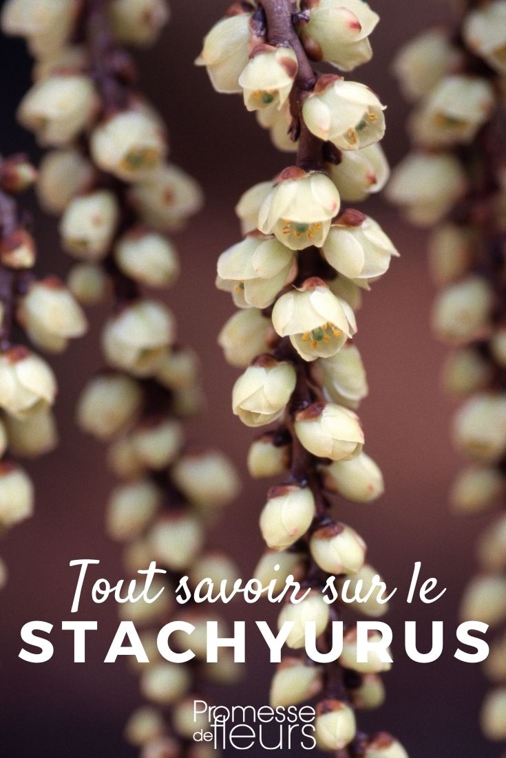 stachyurus - todo lo que necesitas saber Stachyurus