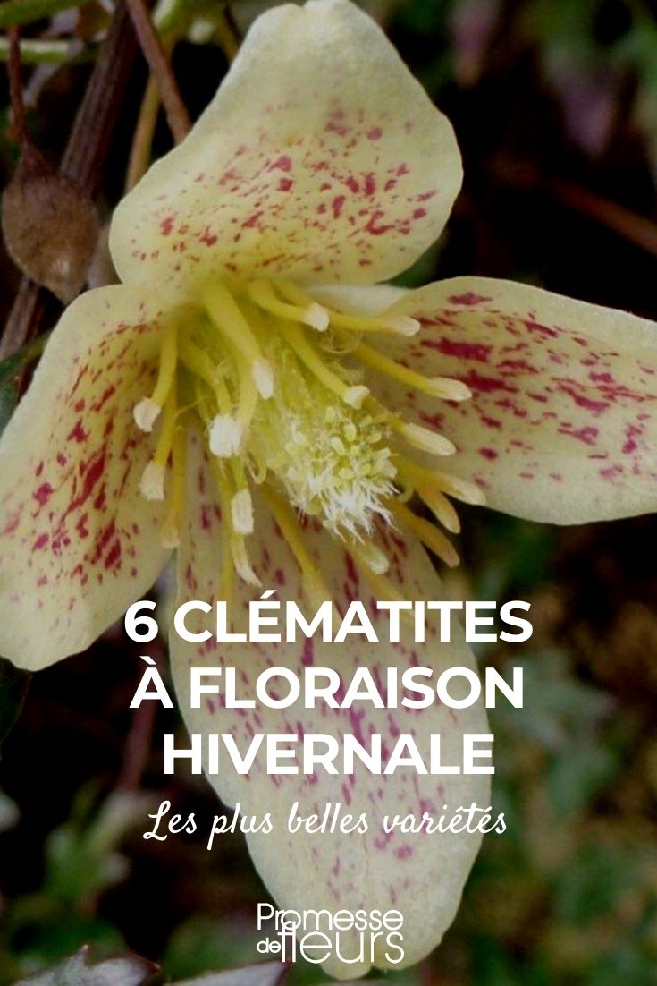 6 clemátides con floración en invierno