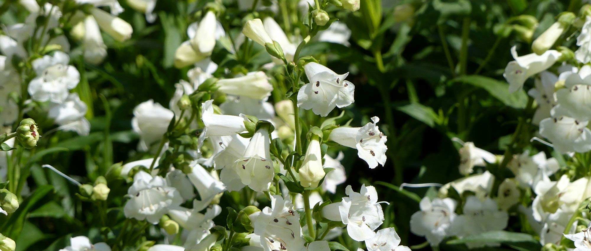 7 ideas de macizos de flores para jardín blanco