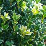 10 arbustos perennes resistentes