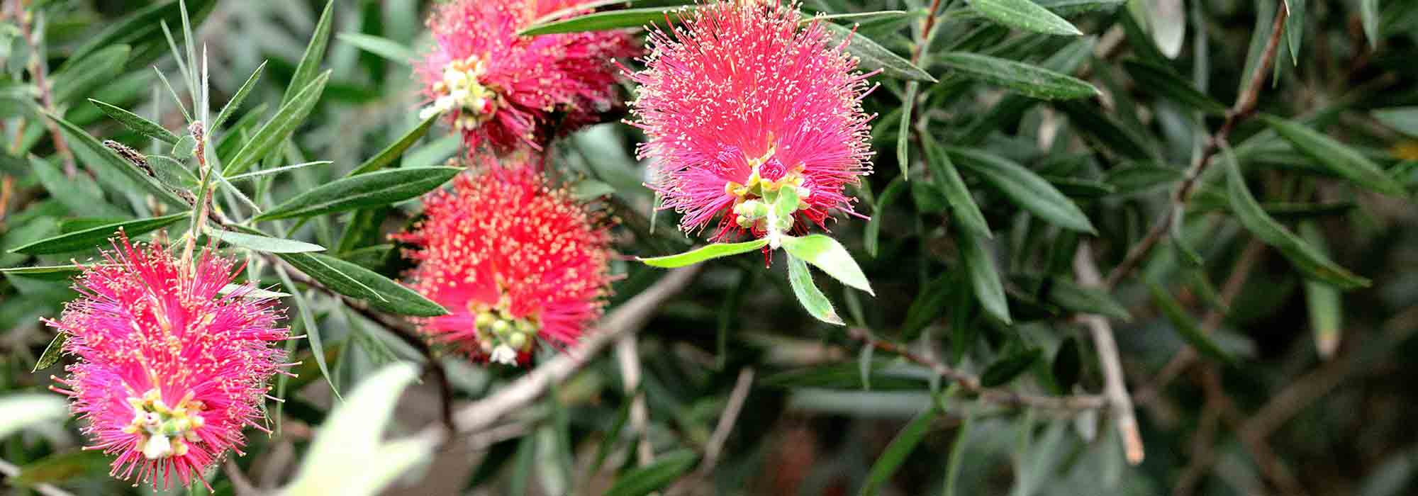 ¿Cómo podar un Callistemon?