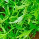 Mizuna: sembrar, cultivar