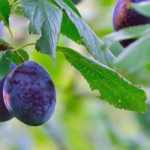 Ciruelo, ciruelo mirabel: las mejores variedades