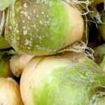El rutabaga: siembra, cultivo, cosecha