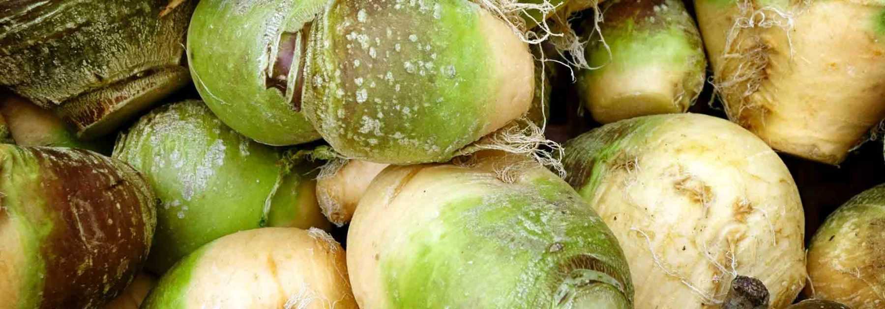 El colinabo: siembra, cultivo, cosecha