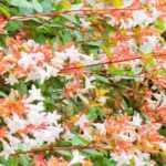 Suelo calizo: ¿Qué arbustos elegir?