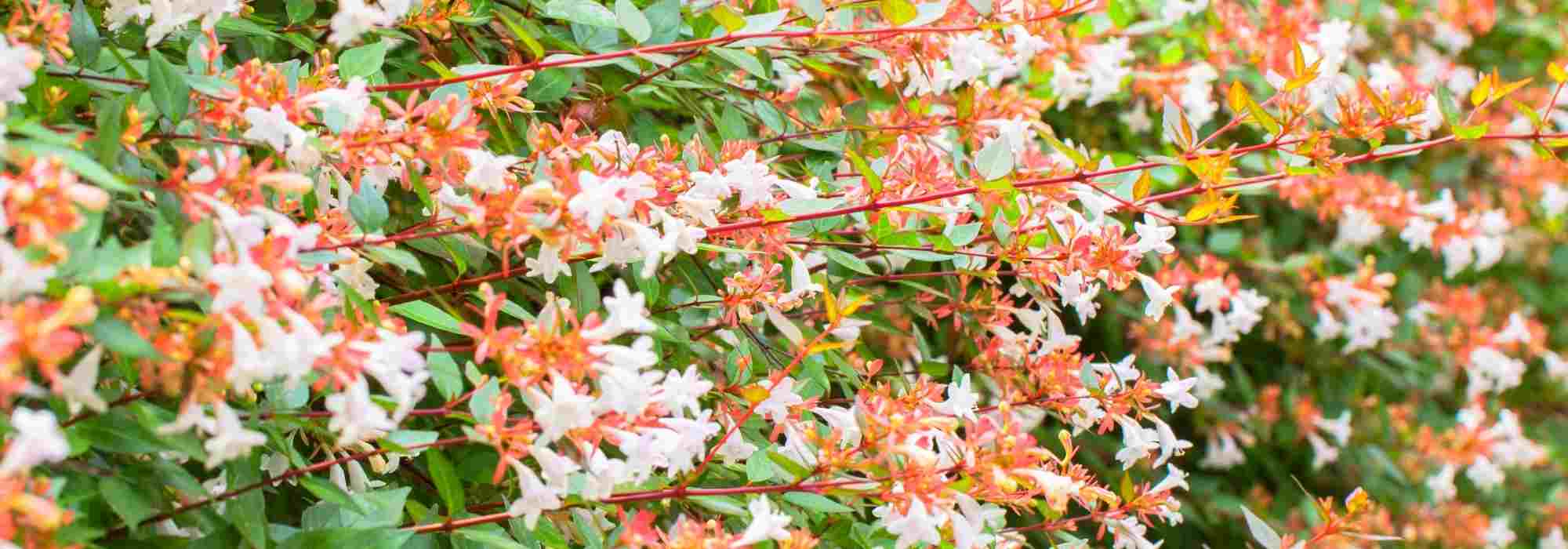 Suelo calizo: ¿Qué arbustos elegir?