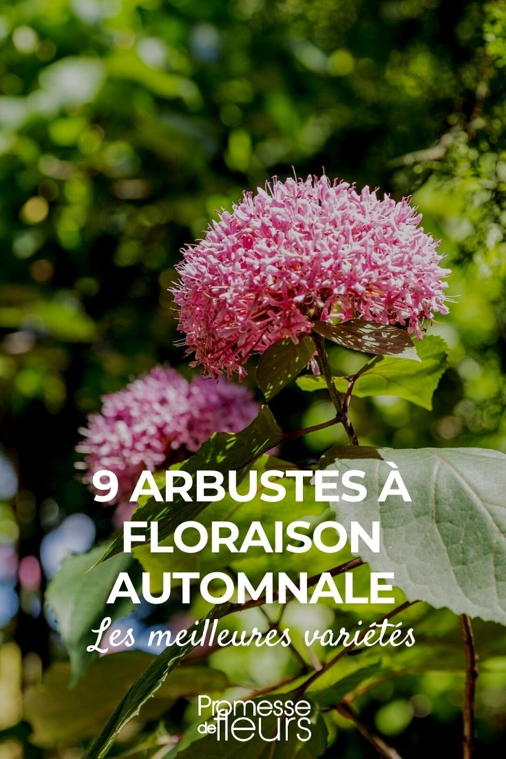 9 arbustos de floración otoñal