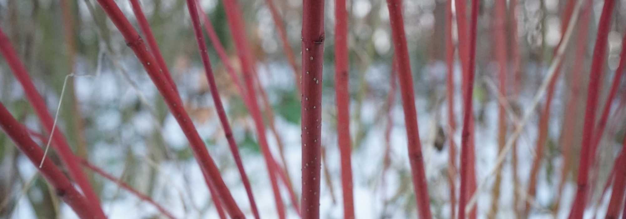 12 cornejos de tallos ornamentales: apuestas seguras