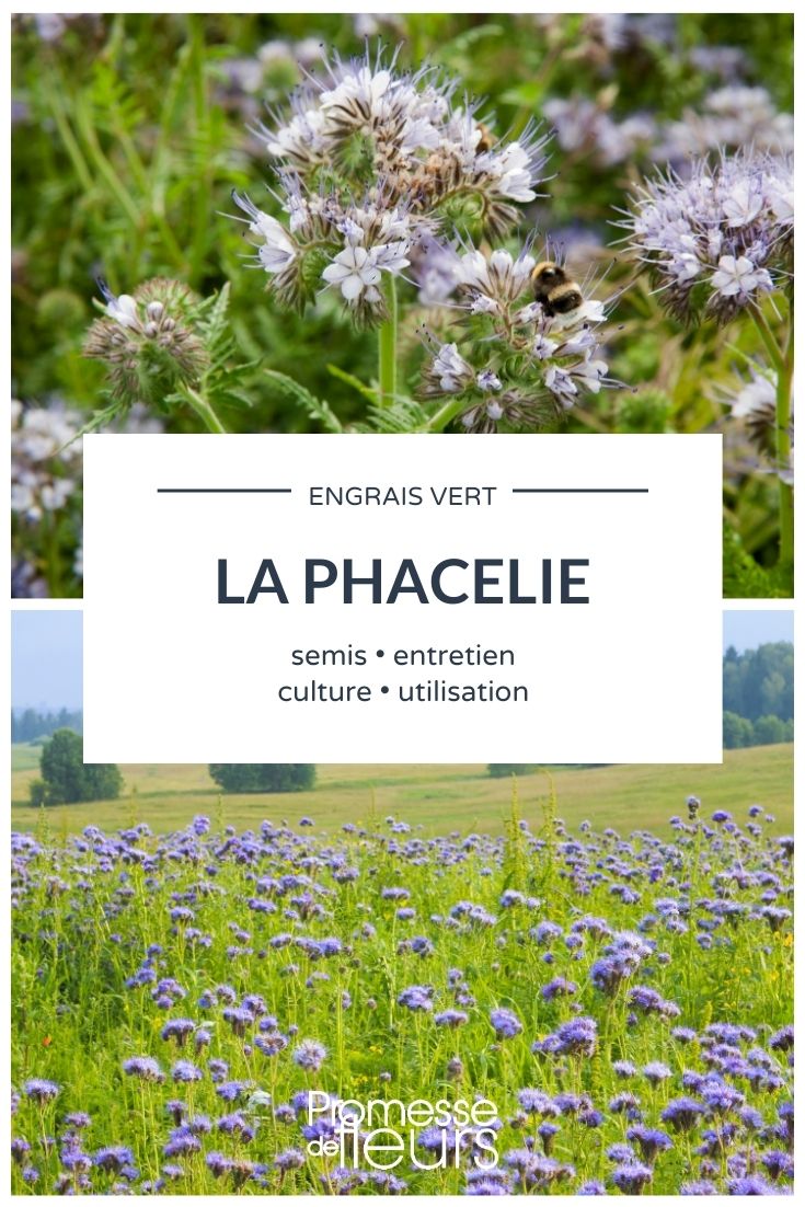 Falacia: todo lo que necesitas saber