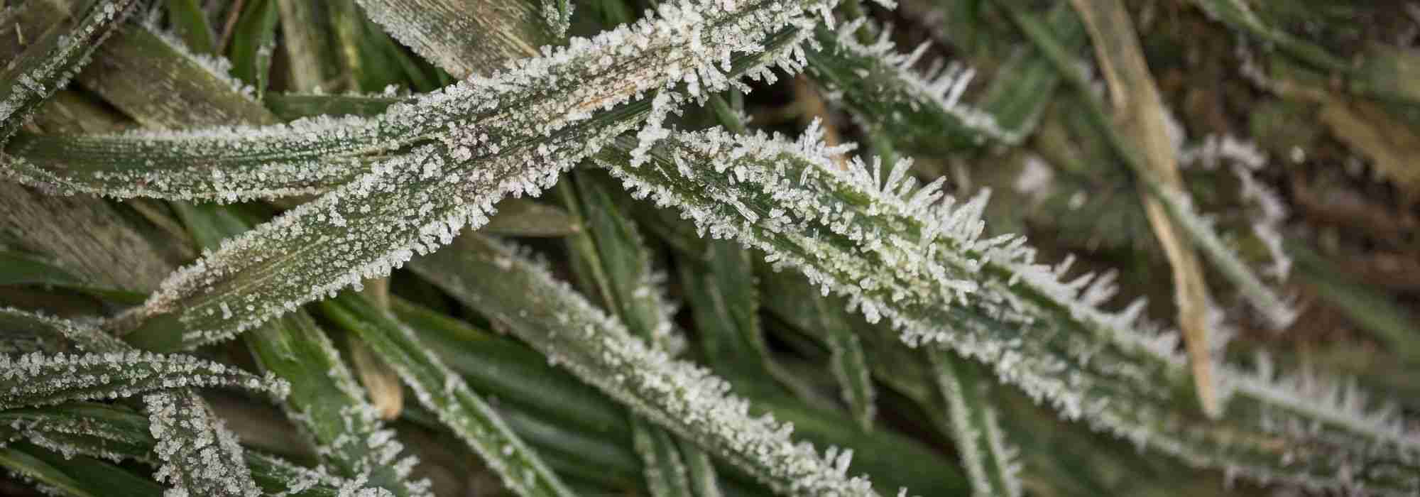 Preparar el jardín para el invierno