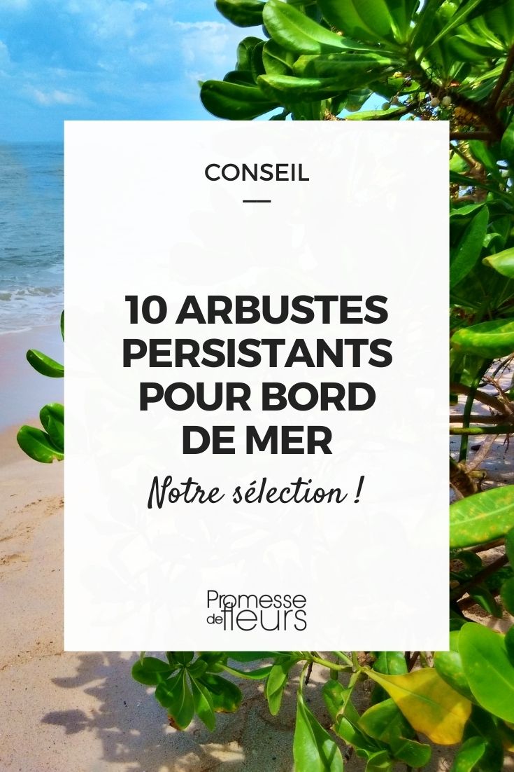 Arbustos-perennes-para-borde-de-mar Borde mar: 10 arbustos perennes adaptados