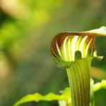 Arisaema: plantar, cultivar y cuidar