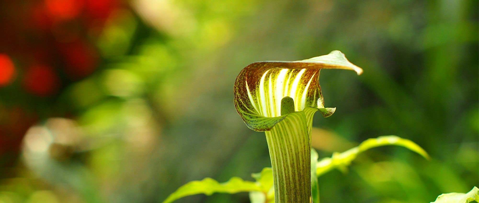 Arisaema: plantar, cultivar y cuidar