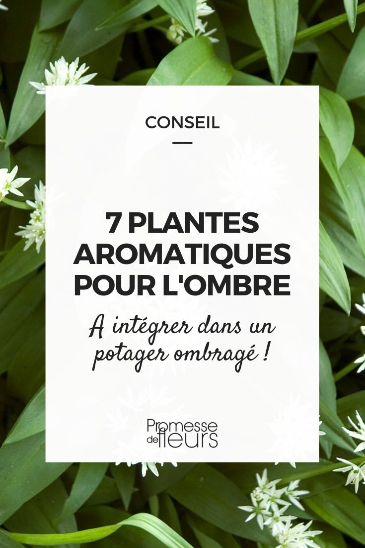 Plantas aromáticas para la sombra