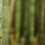 Instalar una barrera antirrizoma