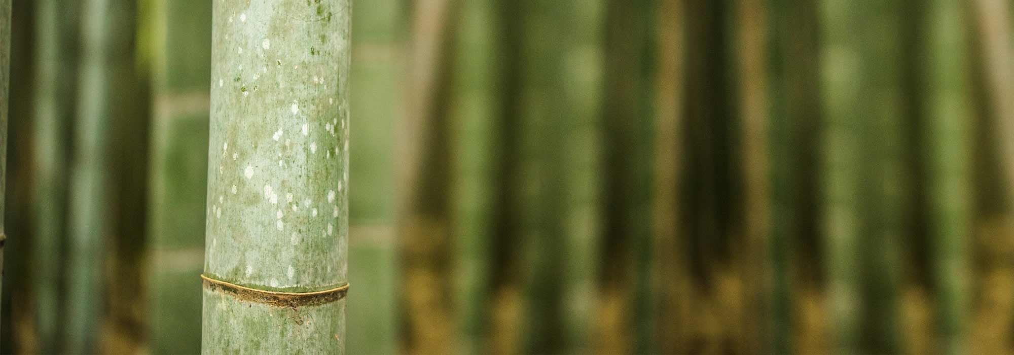 Instalar una barrera antirrizoma