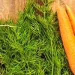 Cultivar bien hortalizas tempranas