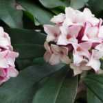 Cómo elegir bien tu Dafne: guía de compra