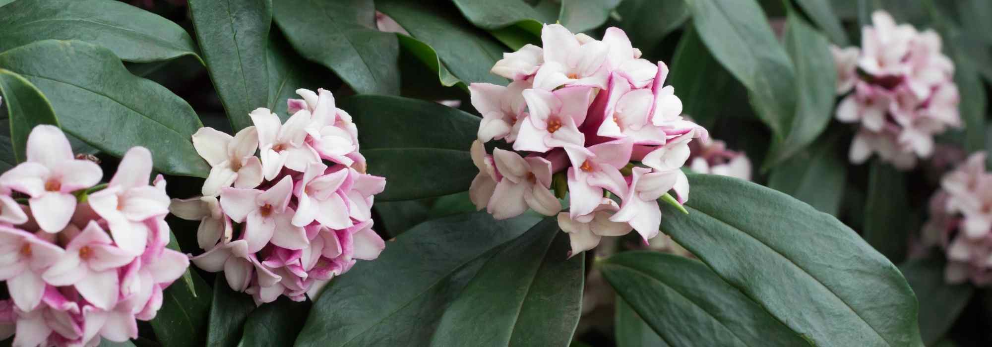 Cómo elegir bien tu Dafne: guía de compra