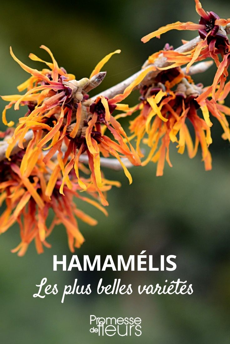 Hamamelis: las variedades más hermosas
