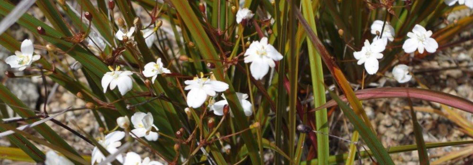 Libertia: plantar y cultivar
