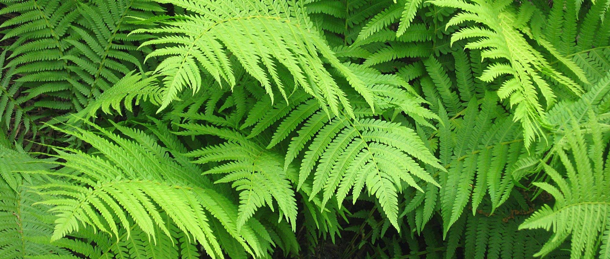 Matteuccia: plantar, cultivar y cuidar