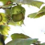 Cómo elegir bien tu avellano: guía de compra