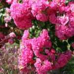 Plantar un rosal de pie alto o llorón