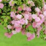 ¿Qué es un rosal de pie alto o llorón?