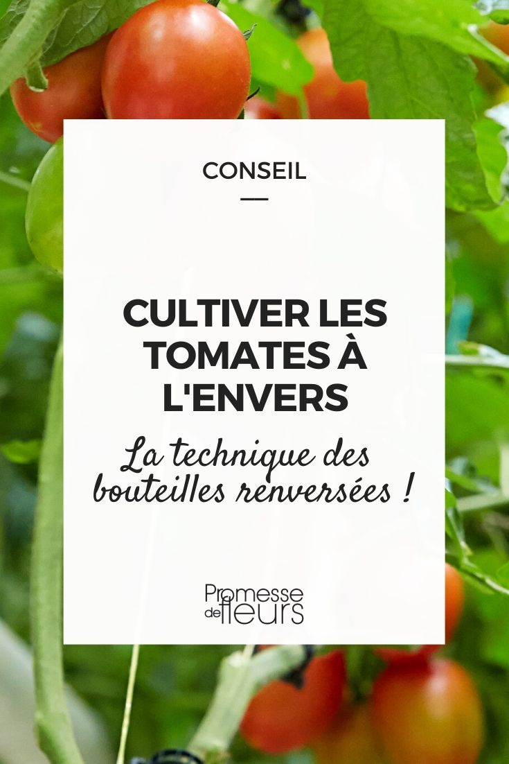 Tomates en botellas invertidas