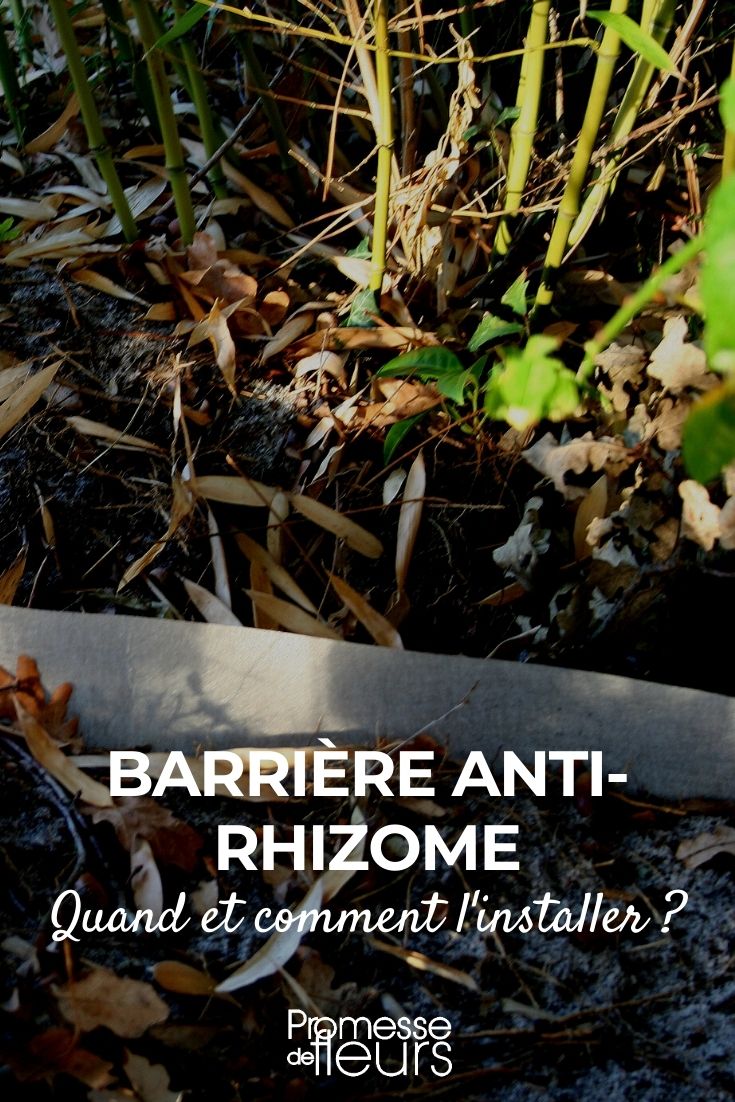 barrera anti raíces