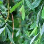 ¿Cómo hacer agua de sauce?