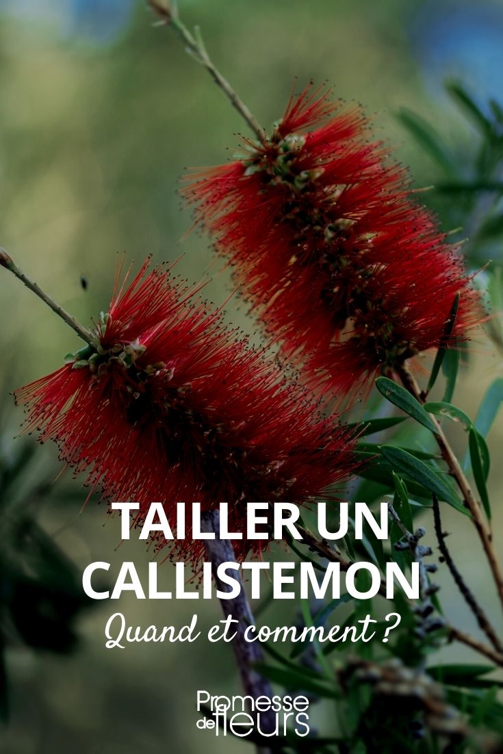 cómo podar un callistemon