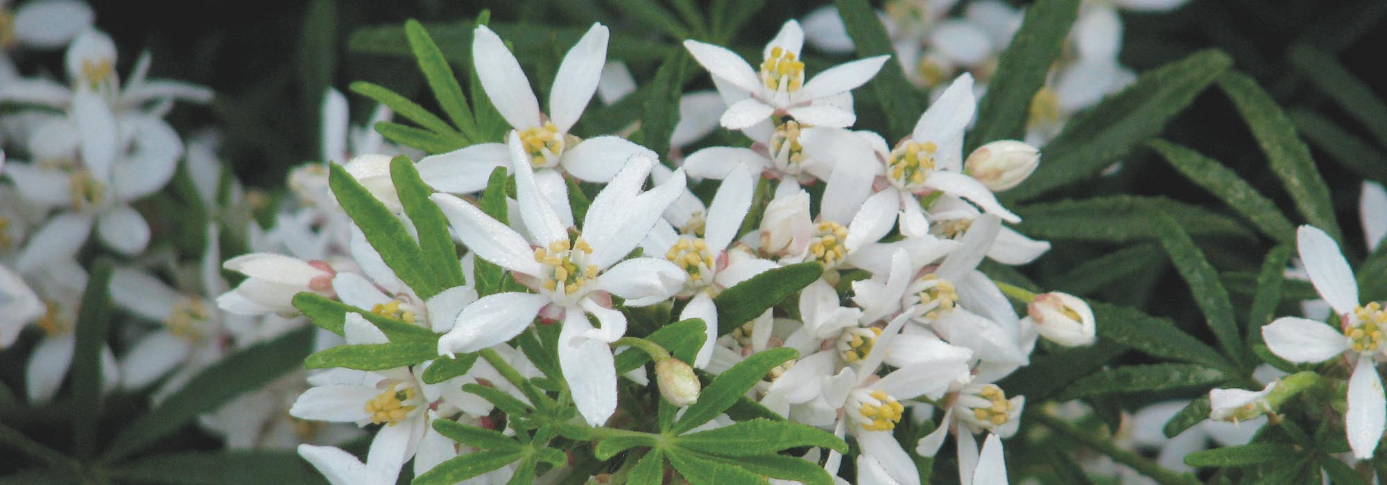 Poda del Naranjo de Méjico