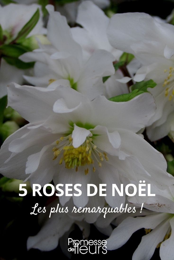 selección de 5 helleborus niger