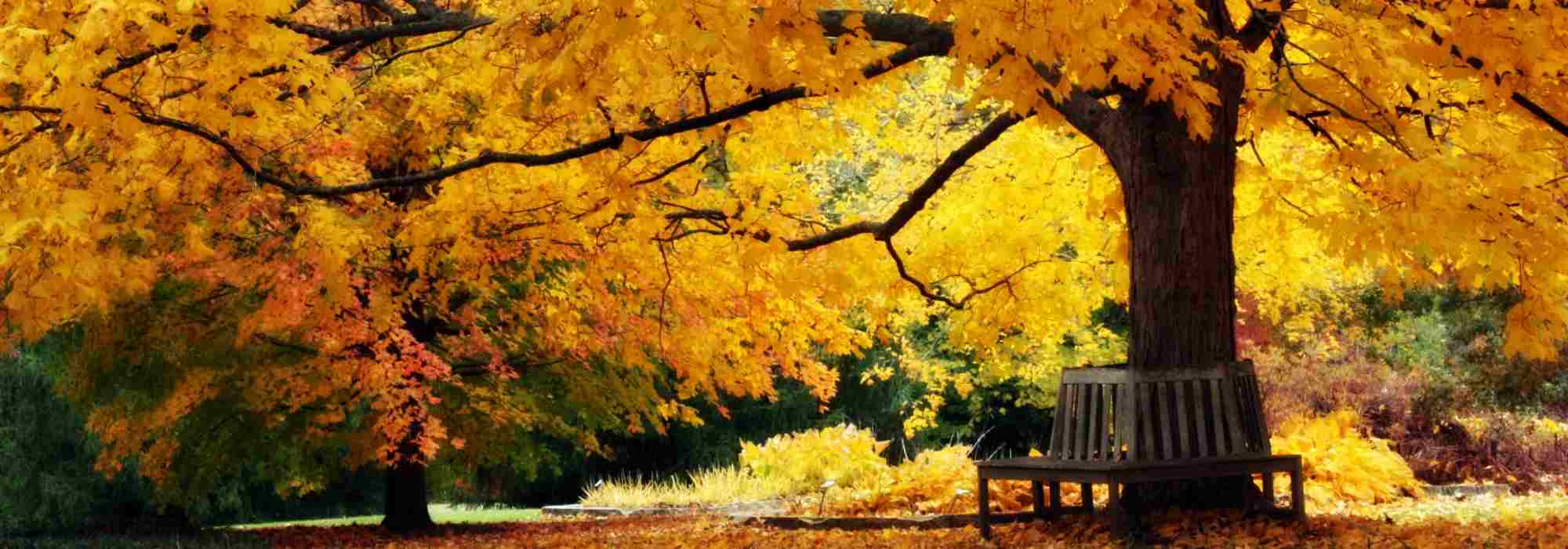 Diseñar un bonito jardín de otoño